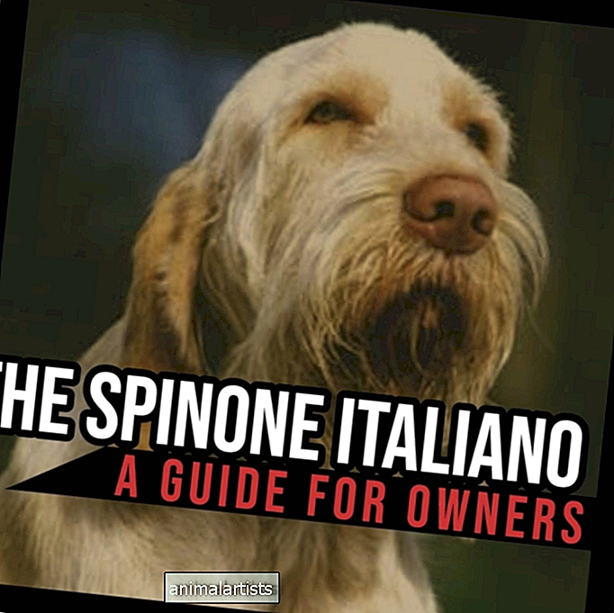 The Spinone Italiano: Ένας οδηγός για τους ιδιοκτήτες