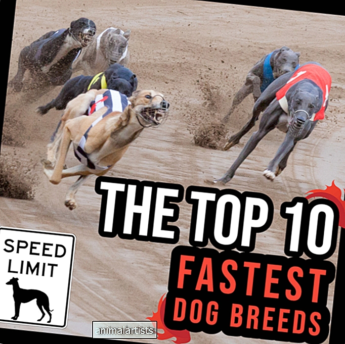 Топ 10 на най-бързите породи кучета