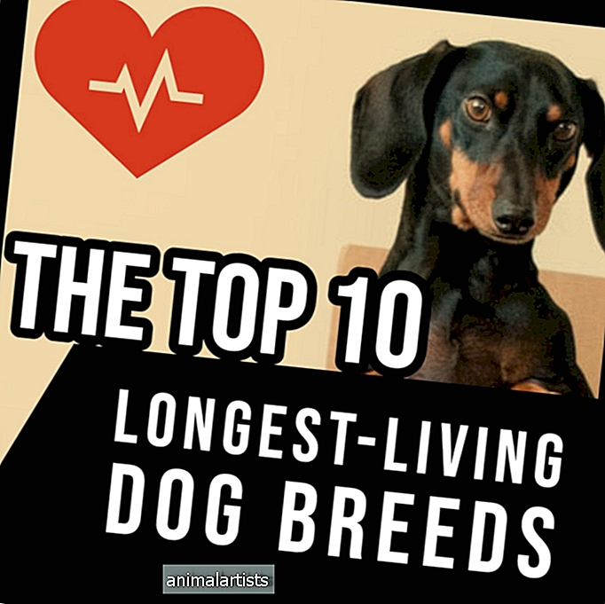 Top 10 pisimpään elävää koirarotua