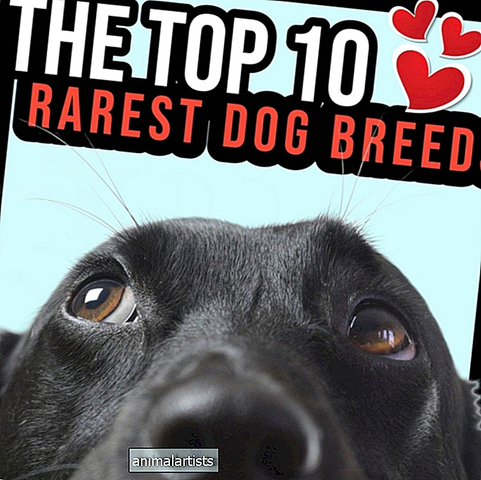 De top 10 zeldzaamste hondenrassen