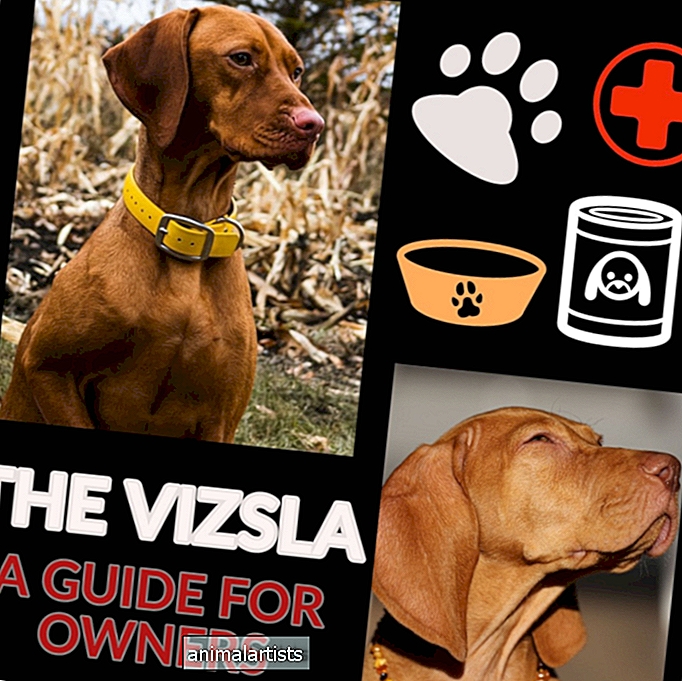 The Vizsla: una guía para propietarios