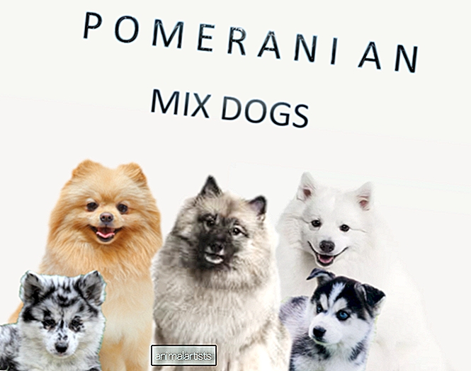 Top 15 najobľúbenejších pomeranianských zmiešaných psov