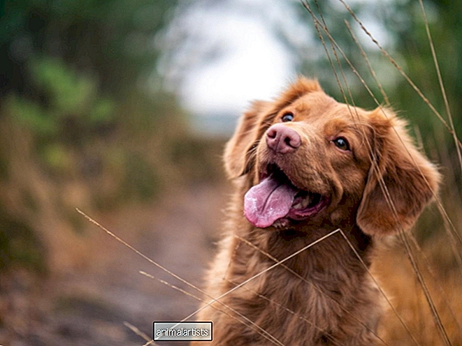 Top 5 Tipps für die Adoption eines neuen Hundes - HUNDE