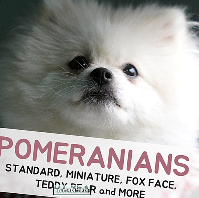 Typer af Pomeranians: Hunderaceoplysninger