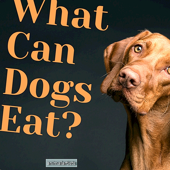 КУЧЕТА - Какво могат да ядат кучетата?