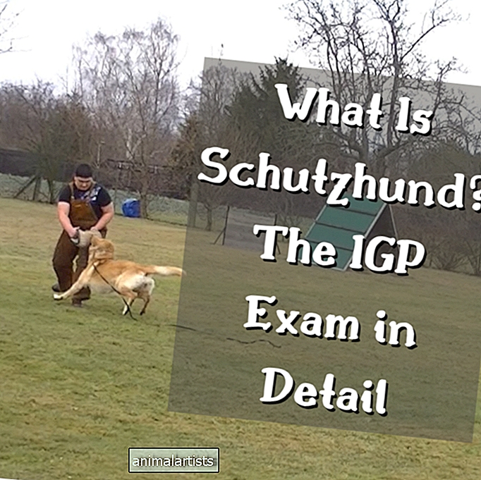 O que é Schutzhund? O exame IGP em detalhes - CÃES