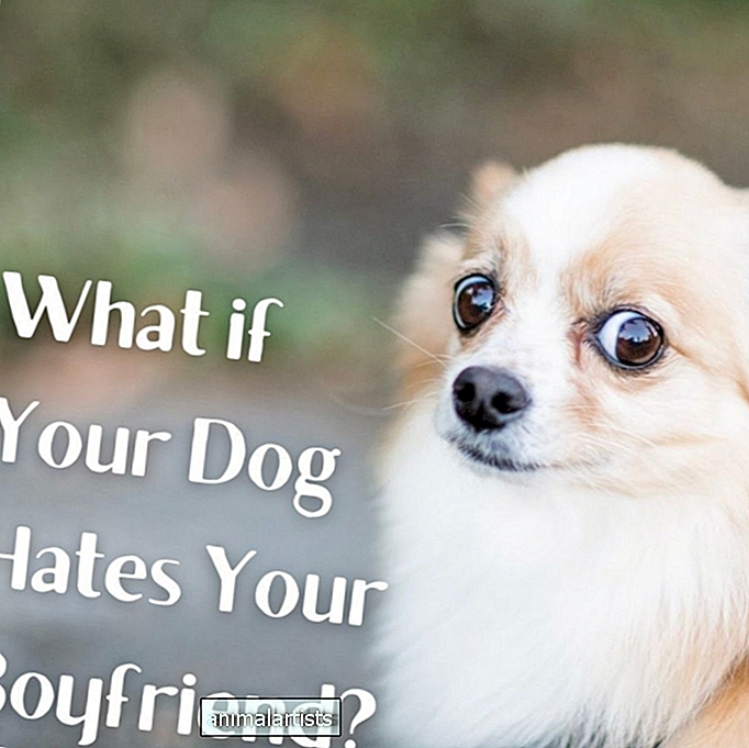 Mitä tehdä, jos koirasi ei pidä poikaystävästäsi