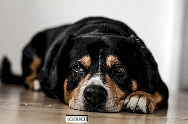 Co musisz wiedzieć o zapaleniu opon mózgowych u psów - PSY