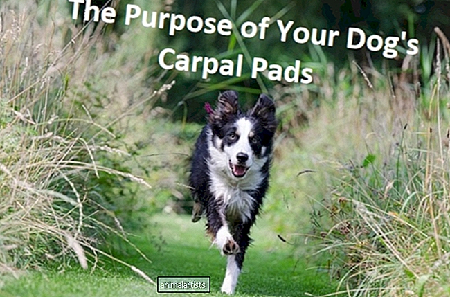 Kokia jūsų šuns riešo pagalvėlių paskirtis?