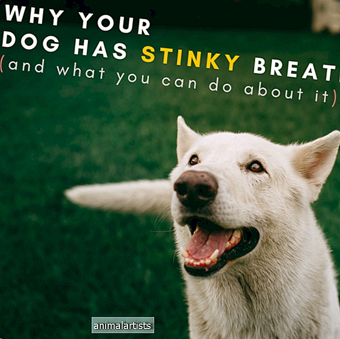 Warum hat mein Hund schlechten Atem? (Mögliche Ursachen und Lösungen)