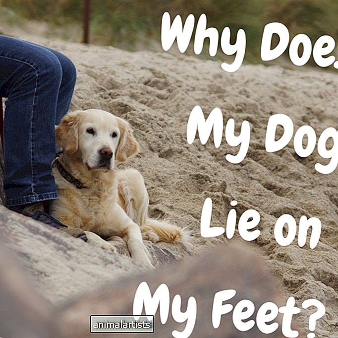 ¿Por qué mi perro se acuesta en mis pies?