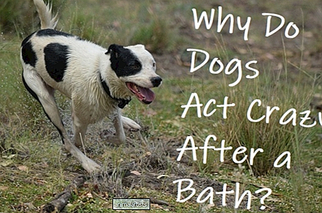 Por que meu cachorro corre como um louco depois do banho? - CÃES