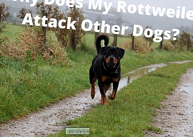 Pourquoi mon Rottweiler attaque-t-il d'autres chiens ?