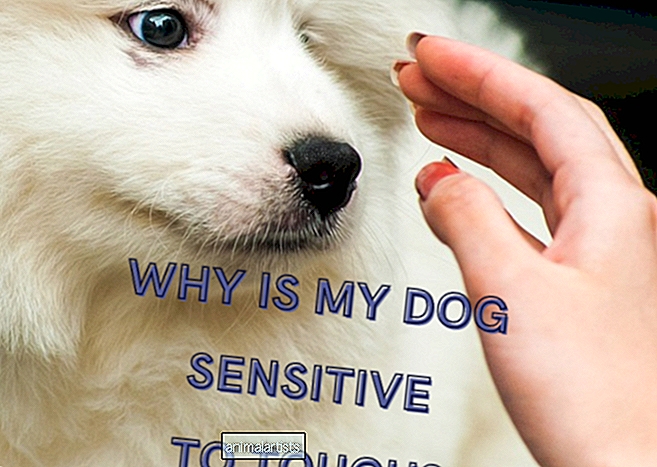 Защо кучето ми е чувствително на допир? Съвети за кучета, които мразят да бъдат докосвани
