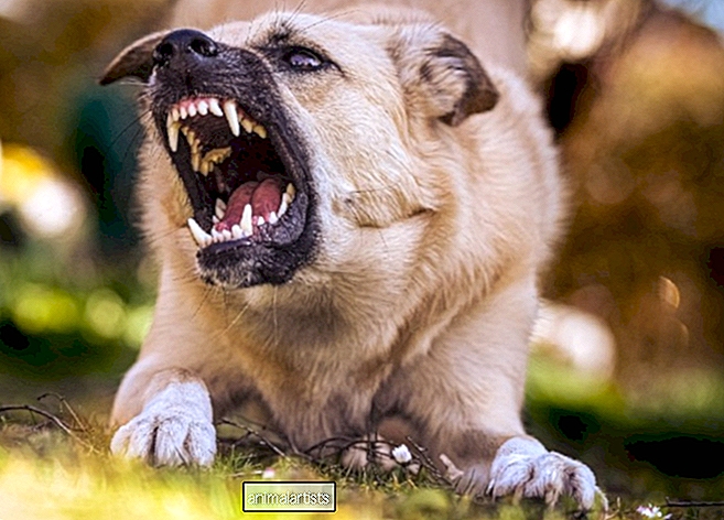 ¿Por qué tu perro muestra signos de agresión?