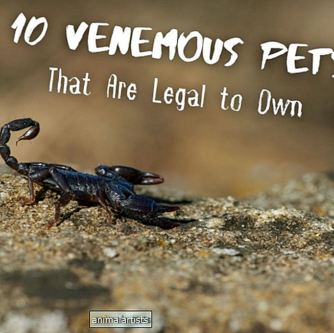 10 ज़हरीले पालतू जानवर जो खुद के लिए कानूनी हैं