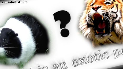 O que é um animal de estimação exótico?