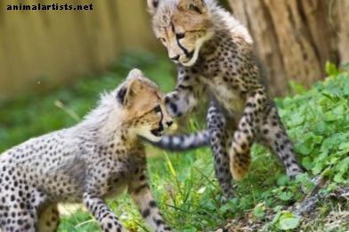 Všetko, čo potrebujete vedieť o spoločenských gepardoch
