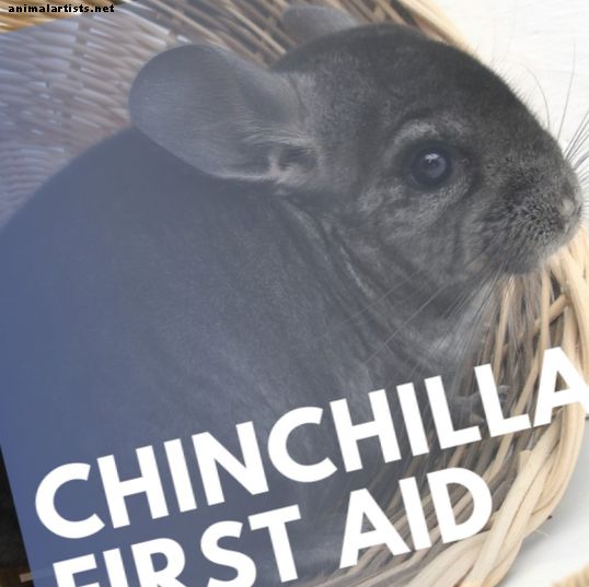 Tecken på vanliga Chinchilla-sjukdomar