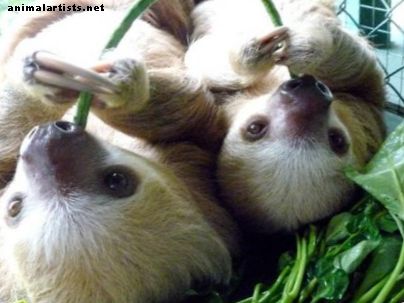 Pet Sloth: νομιμότητα, διατροφή και στέγαση Εισαγωγή - Εξωτικά κατοικίδια