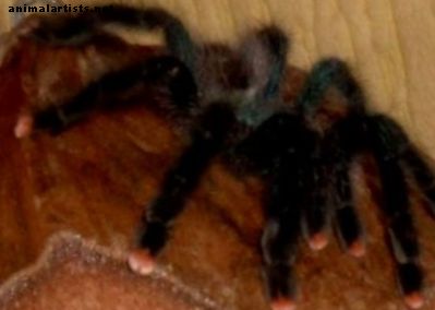 Паяци като домашни любимци: Ръководство за начинаещи за поддържане на тарантула