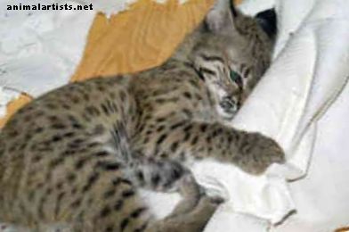 Exotic Pet Care: Bobcats as Pets