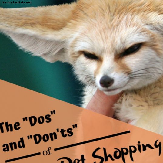 Mascotas exoticas - Animales exóticos en venta: lo que se debe y no se debe hacer para comprar mascotas en línea