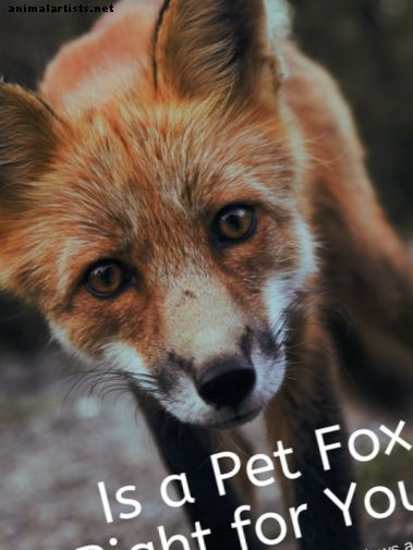 Ръководство на Pet Fox: законност, грижа и важна информация - Екзотични домашни любимци