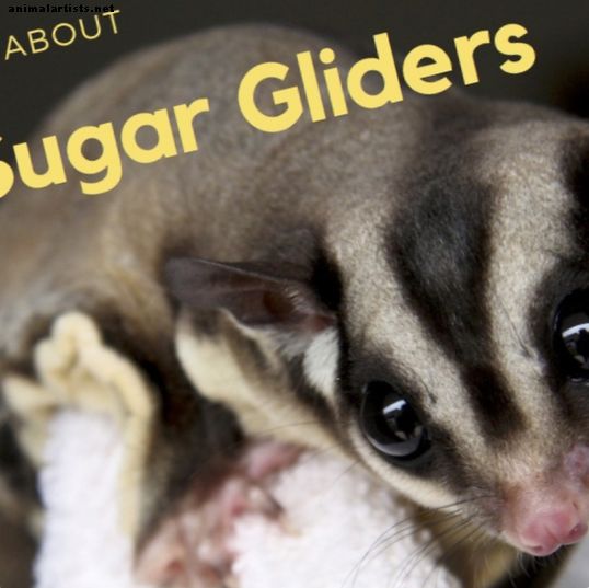 Sugar Gliders: información general y mantenimiento de mascotas