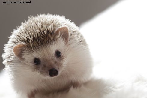 Nomi per Pet Hedgehogs, Porcupines e Tenrecs - Animali esotici