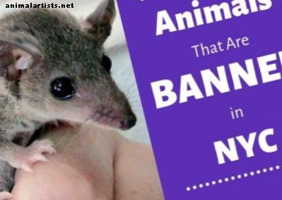 Eläimet, joita laittomasti voi omistaa New Yorkissa - Eksoottiset lemmikkieläimet