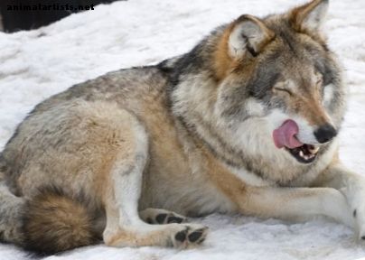 Ali hibridi volkodlakih psov naredijo dobre hišne ljubljenčke?