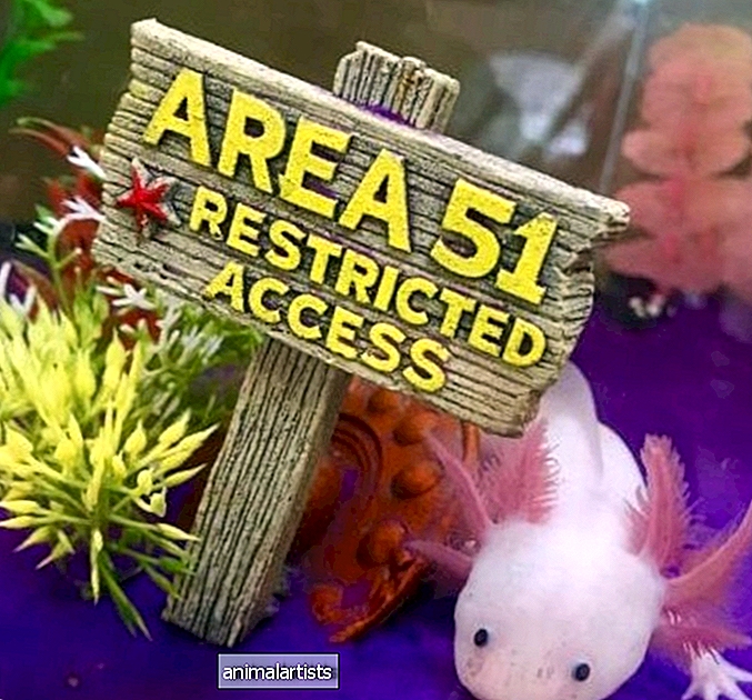 5 outoa mutta normaalia Axolotlin käyttäytymistä