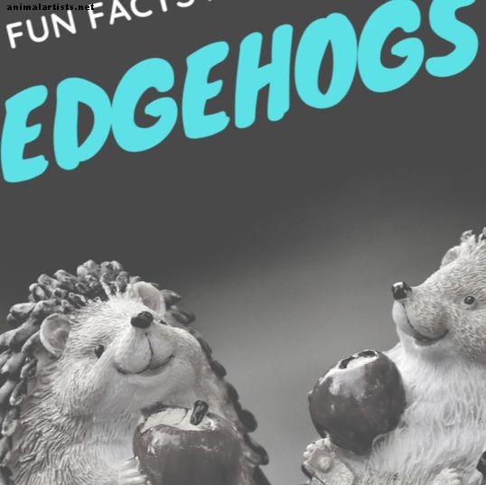 Exotické zvieratá - Zábavné fakty o domácich ježkoch