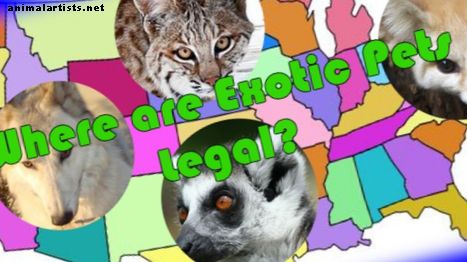 Które egzotyczne zwierzęta są legalne w Stanach Zjednoczonych? - Zwierzęta egzotyczne