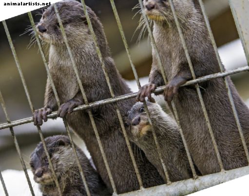 Juhend lemmiklooma Otteri seaduslikuks omamiseks ja eest hoolitsemiseks - Eksootilised lemmikloomad