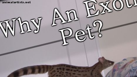 Exotische huisdieren - Waarom houden mensen exotische huisdieren?