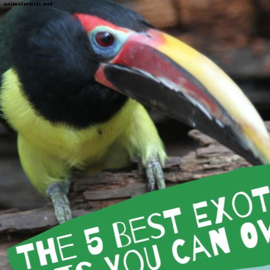 5 labākie eksotiskie mājdzīvnieki, kuri jums var piederēt