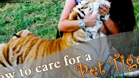 Cómo cuidar a un tigre mascota