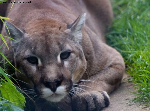 Het bezitten van een Pet Cougar: Inzicht in de horden en risico's - Exotische huisdieren