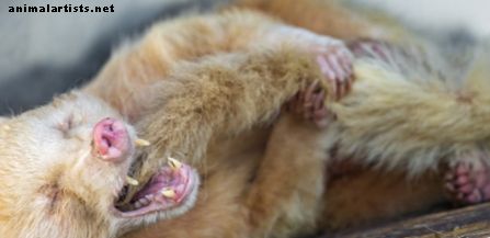 10 eksoottista lemmikkieläintä, jotka ovat laillisia omistaa New Yorkin osavaltiossa - Eksoottiset lemmikkieläimet