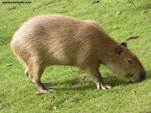 Capibaras: roedores gigantes de América del Sur y mascotas exóticas - Mascotas exoticas