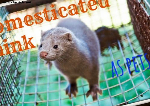 Domesticated Minks som kæledyr - Eksotiske kæledyr