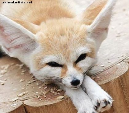 Fennec Foxes: fatos, fotos, vídeos e animais de estimação exóticos - Animais Exóticos