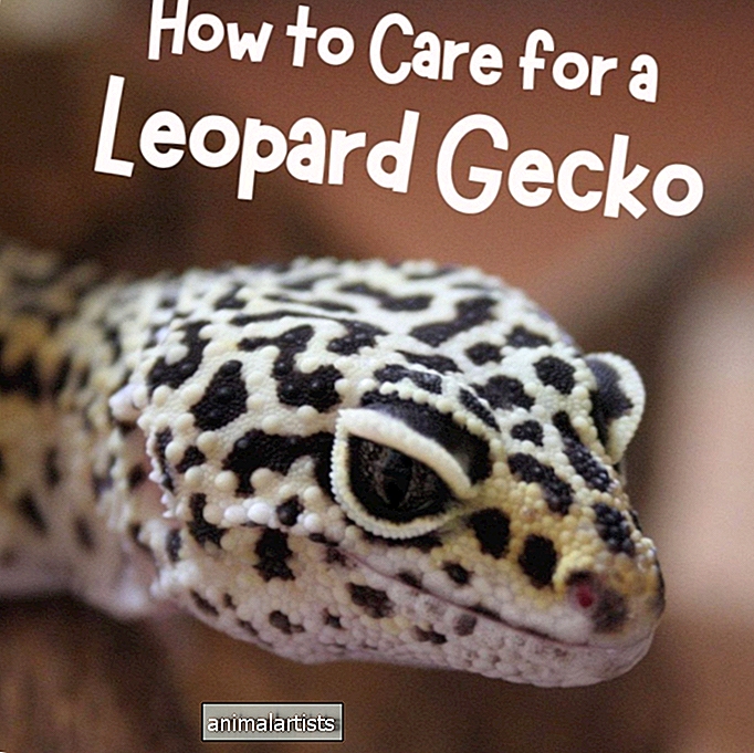 Vodič za početnike za posjedovanje/brigu o leopard gekonu - EGZOTIČNI KUĆNI LJUBIMCI