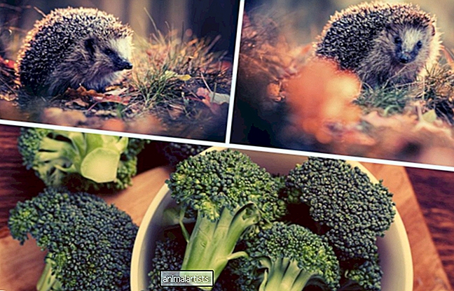 Kan igelkottar äta broccoli?