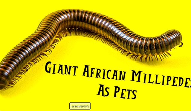 Millepiedi africani giganti come animali domestici: cura e alimentazione