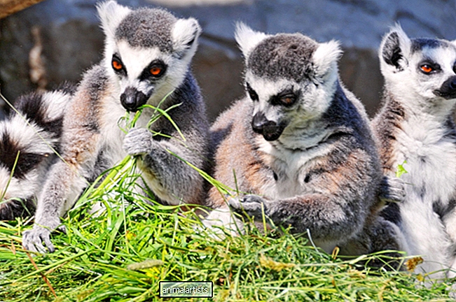 Kako kupiti hišnega lemurja