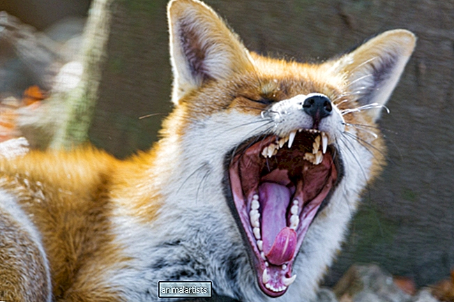 Είναι επικίνδυνο να έχεις κατοικίδιο αλεπού;