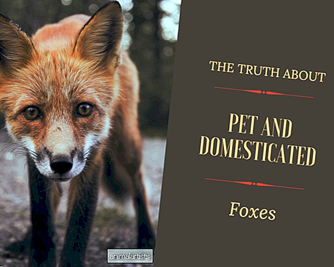 Η αλήθεια για τις κατοικίδια και τις εξημερωμένες αλεπούδες
